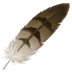 :feather: :feather: